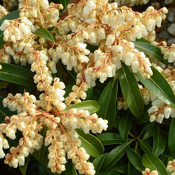 Pieris 'Forest Flame'