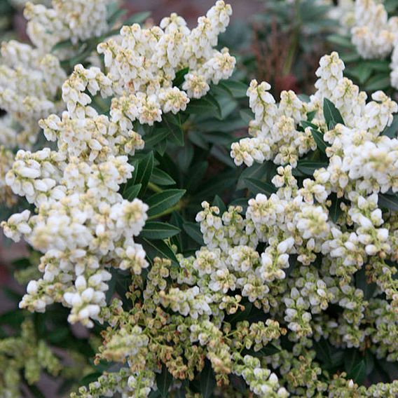 Pieris japonica 'Debutante'