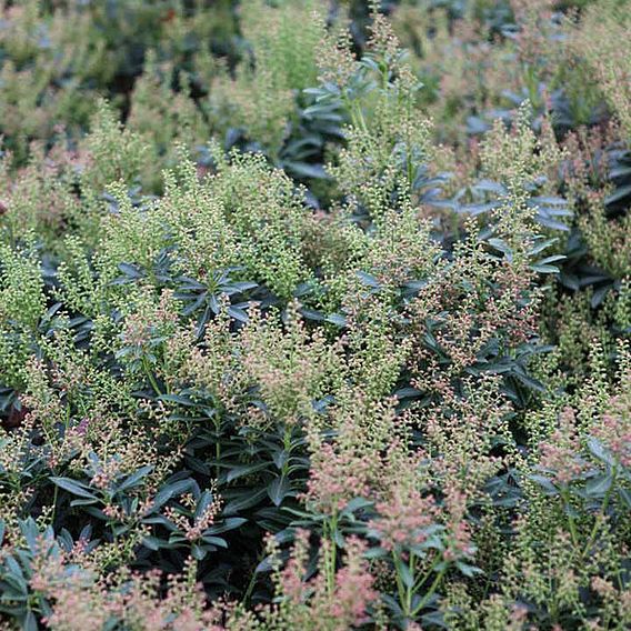 Pieris japonica 'Little Heath'