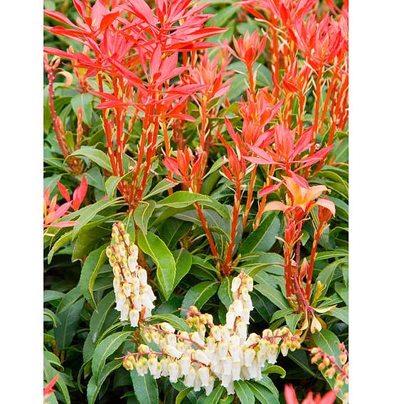 Pieris japonica 'Mountain Fire'