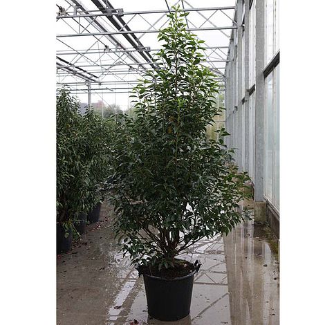 Prunus nipponica 'Brilliant'