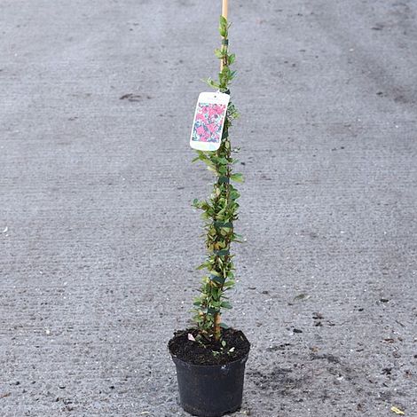 Pyracantha coccinea 'Red Star'