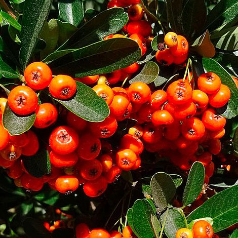 Pyracantha 'Orange Glow'