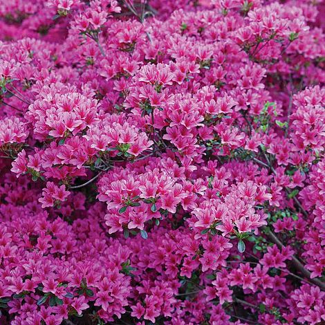 Rhododendron 'Amoena'