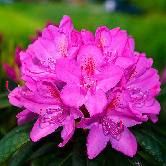 Rhododendron 'Amoena'