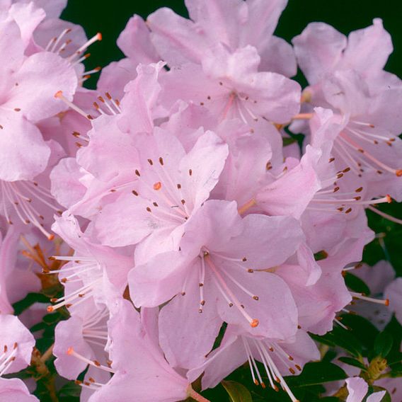 Rhododendron 'Snipe'