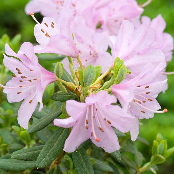 Rhododendron 'Snipe'