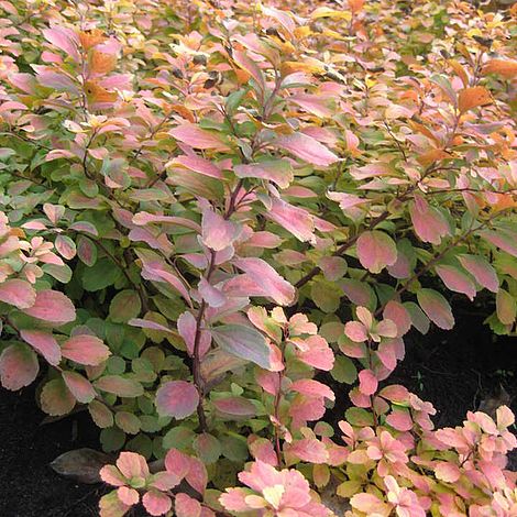 Spiraea betulifolia 'Tor Gold'