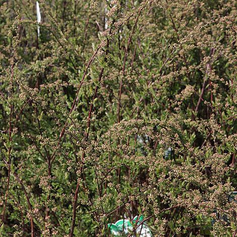 Spiraea x cinerea 'Grefsheim' (Hedging)