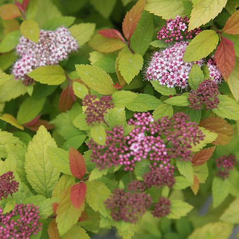 Spiraea japonica 'Firelight'