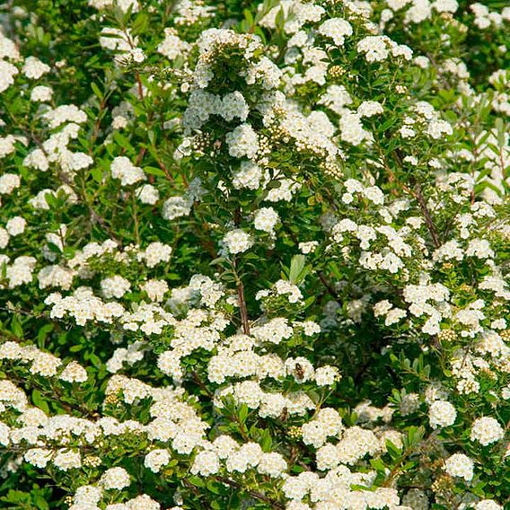 Spiraea nipponica 'Snowmound'