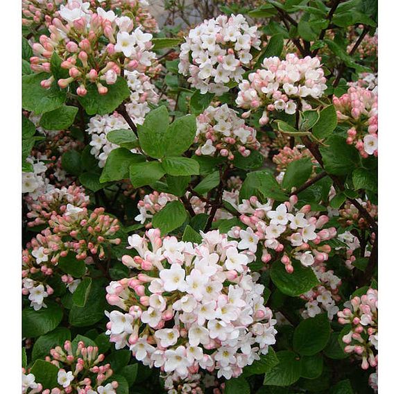 Viburnum x carlcephalum