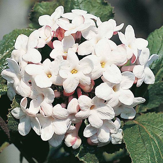 Viburnum x carlcephalum