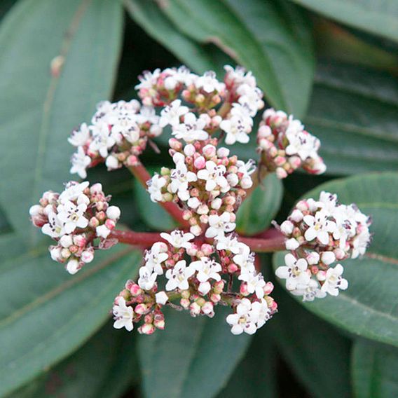 Viburnum davidii