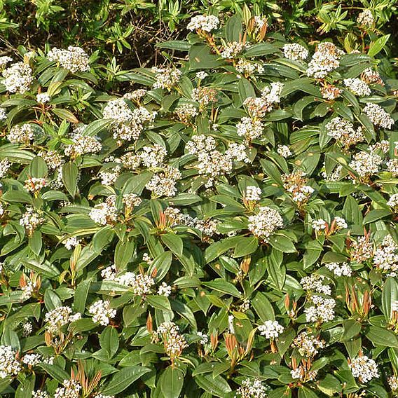 Viburnum davidii