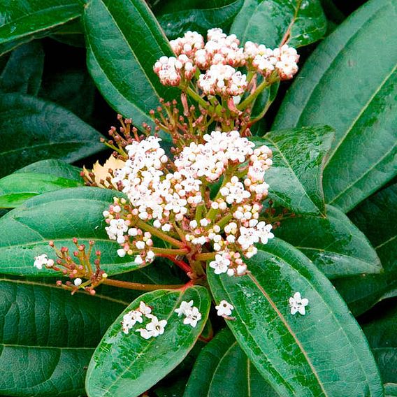 Viburnum davidii