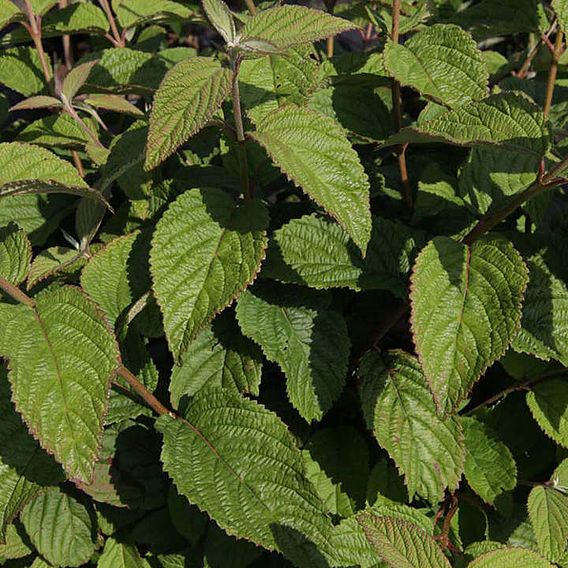 Viburnum plicatum 'Watanabe'