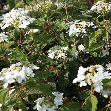 Viburnum 'Pragense'