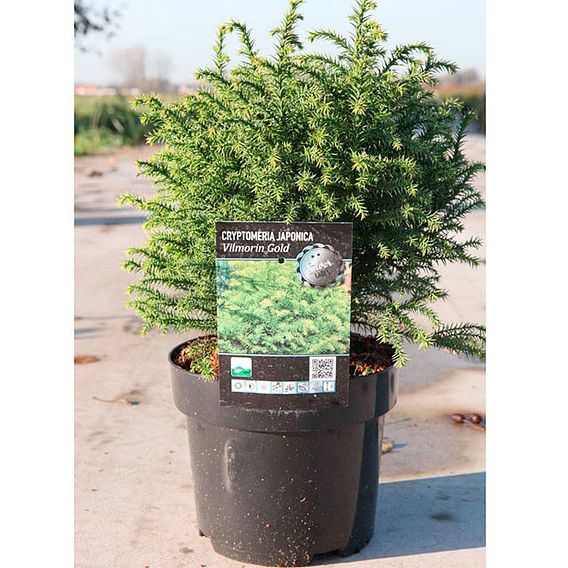 Cryptomeria japonica 'Vilmorin Gold'