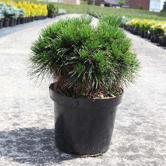 Pinus mugo 'Varella'