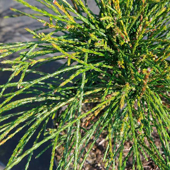 Thuja plicata 'Whipcord'