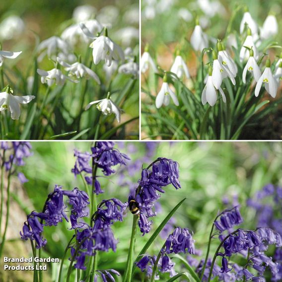 Spring Bulbs In The Green Trio