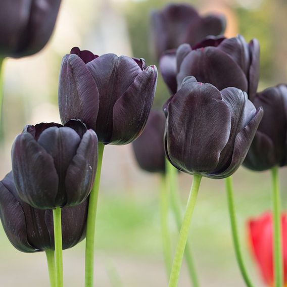 Tulip 'Black Satin' | Dobies