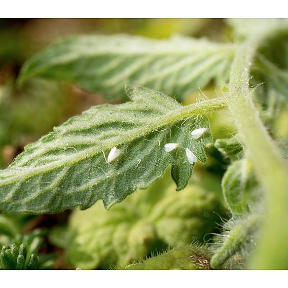 Whitefly Killer Cards