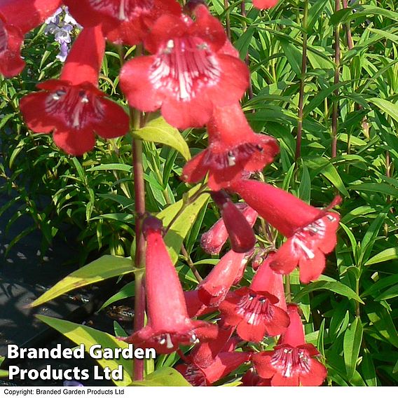 Penstemon 'King George V'