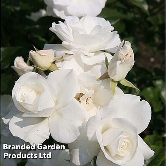 Rose 'Climbing Iceberg' (Climbing)