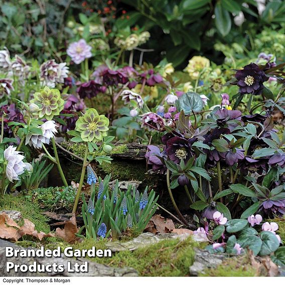 Hellebore 'Double Mixed'