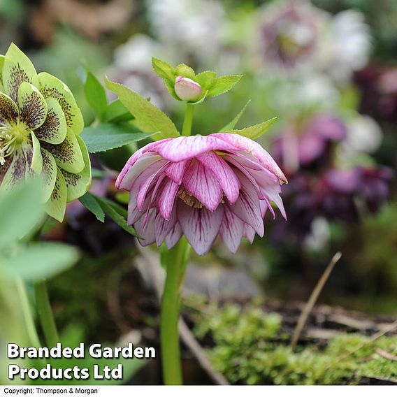 Hellebore 'Double Mixed'