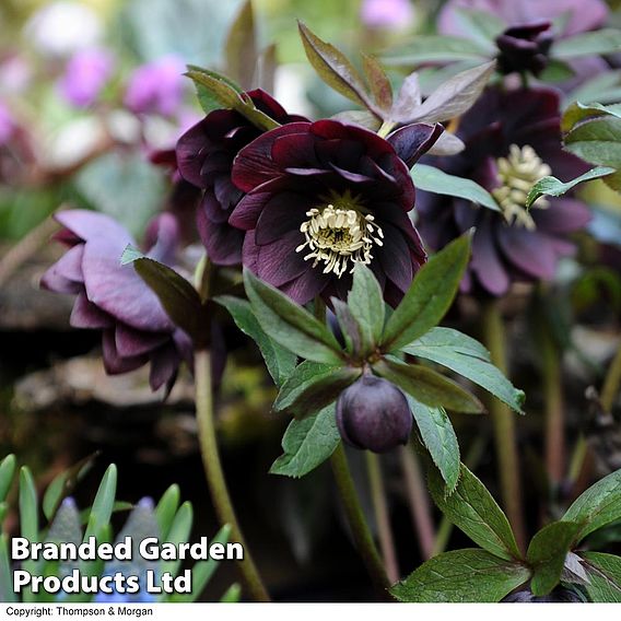 Hellebore 'Double Mixed'