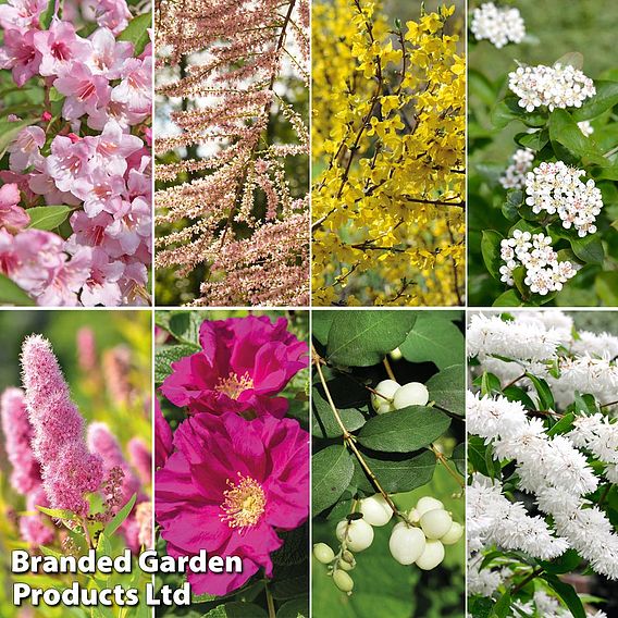 Nurserymans Choice Shrub Mix