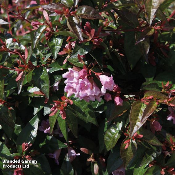 Abelia 'Edward Goucher'