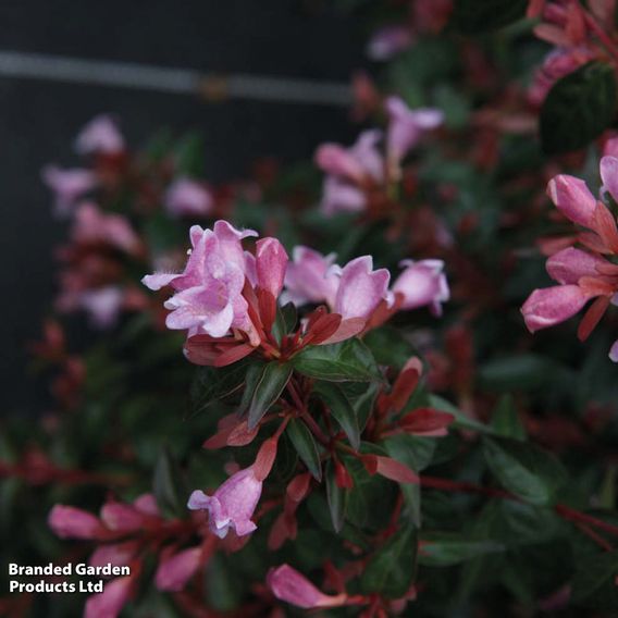 Abelia 'Edward Goucher'