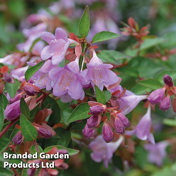 Abelia 'Pink Pong'