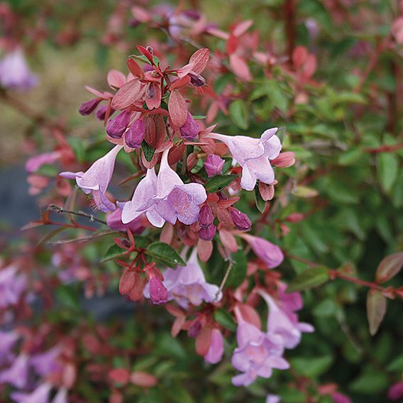 Abelia 'Pink Pong'