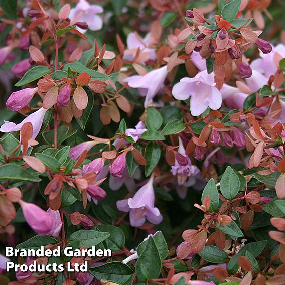 Abelia 'Pink Pong'