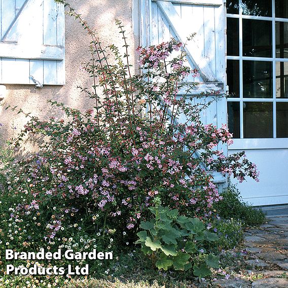 Abelia 'Pink Pong'