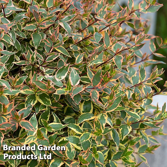 Abelia x grandiflora 'Tricolour Charm'