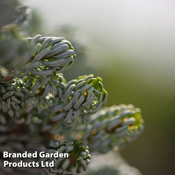 Abies koreana 'Kohouts Icebreaker'