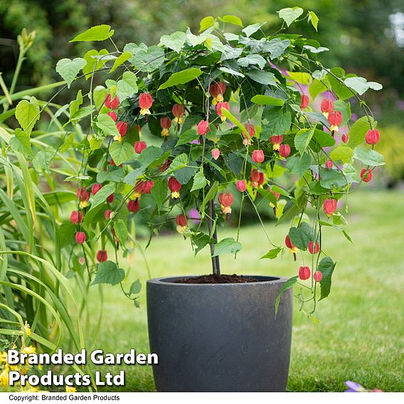 Abutilon megapotamicum