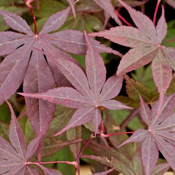 Acer palmatum 'Bloodgood'