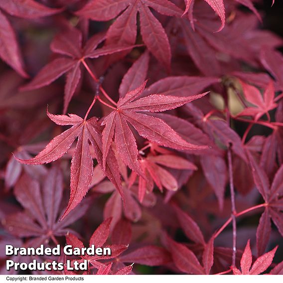 Acer palmatum Duo