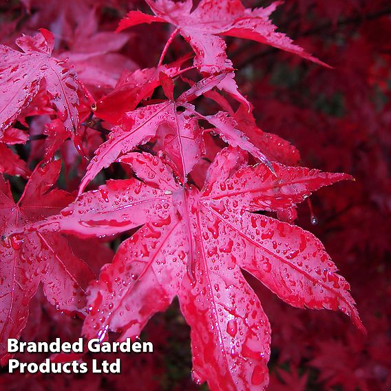 Acer palmatum 'Bloodgood'