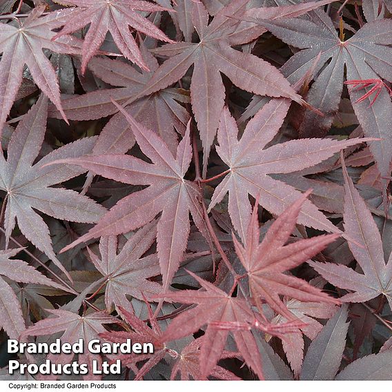 Acer palmatum 'Bloodgood'