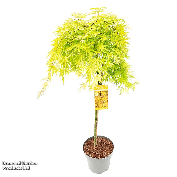 Acer palmatum 'Cascade Citrine'