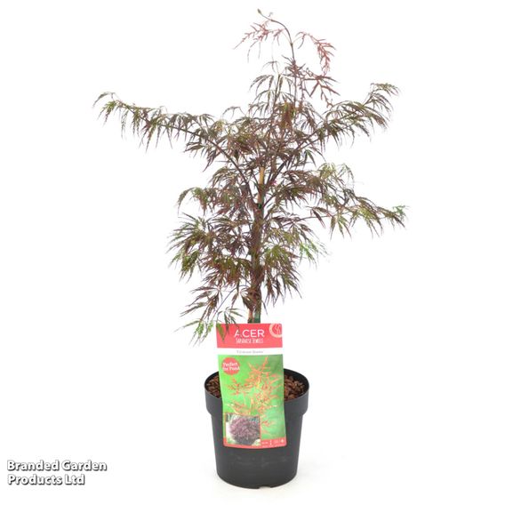 Acer palmatum 'Crimson Queen'