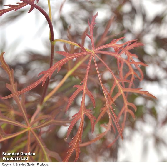 Acer palmatum 'Crimson Queen'